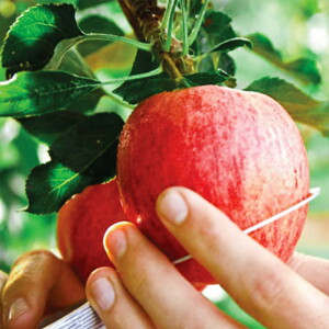 Harvesting-to-be-Naturally-Delicious