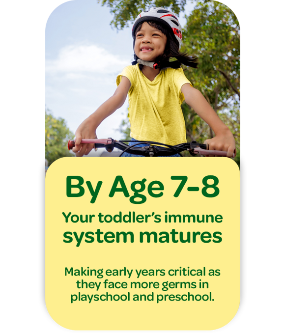 By Age 7-8 Your toddler’s immune system matures  Making early years critical as they face more germs in playschool and preschool.