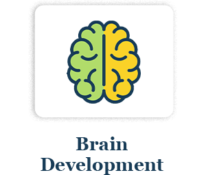 Brain Development