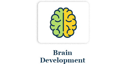 Brain Development